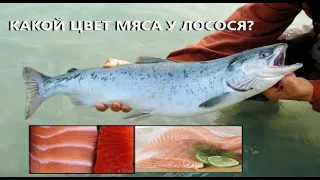 Какой цвет мяса у лосося, оранжевый, розовый или молочно-белый?