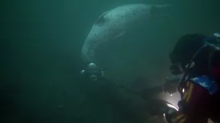 Seal Pup boop #360video array