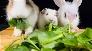 BUNNIES AND GUINEA PIG EATING | ASMR |  PETS EATING WATER SPINACH/KANGKONG |@HungryPetsASMR