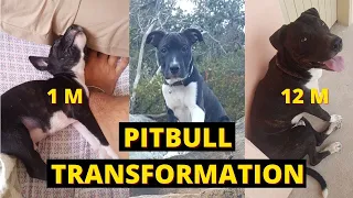 PitBull Growing - 1 Month to 1 Year