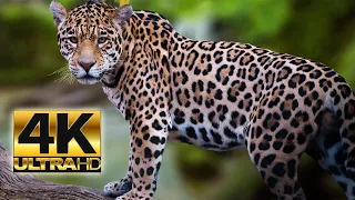 Ultimate Wild Animals Collection in 4K ULTRA HD / 4K TV ( animal world 4k )