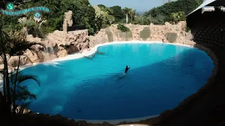 Dolphin show in Loro park Tenerife