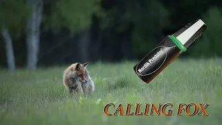 Fox calls - vábenie líšky - Nordik Predator