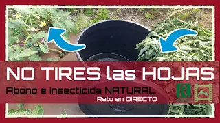 🍅 NO tires las HOJAS de tus plantas de TOMATE 👉 Son un INSECTICIDA NATURAL