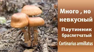 Много, но невкусный. Паутинник браслетчатый - Cortinarius armillatus