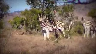 Zebra hunt (375H&H)