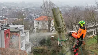 GROS DÉMONTAGE ET ABATTAGE D'UN ÉRABLE EN RÉTENTION, STIHL MSA 161T ET 661, PLAN EN DRONE MAVIC 2