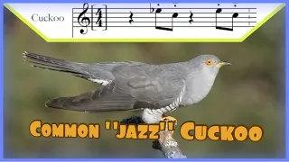 Common Cuckoo (with "jazzy" accompaniment)