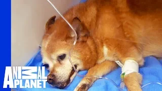 Dr. Jeff Gets Dog's Heart Beating Again | Dr. Jeff: Rocky Mountain Vet