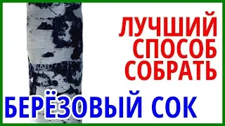 Как собирать березовый сок - как добывать березовый сок правильно