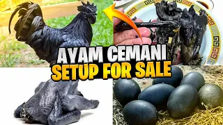 Ayam Cemani Black Toungue For Sale 🐓