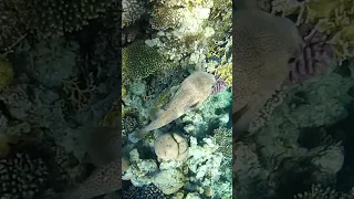 Великолепный подводный мир Красного моря. Snorkelling with fish in the Red sea at Sharm-El-Sheikh