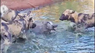 Wild Dogs Disturb a Warthog's Bath