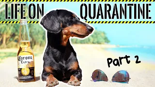Ep#2: Life on QUARANTINE - PART 2 (Funny Dogs Staying Home!)