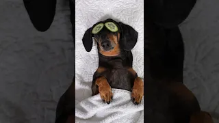 Dachshund's Spa Day Ruined