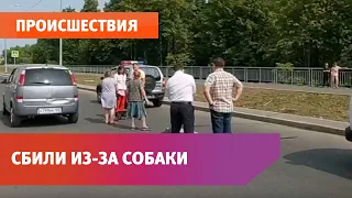 В Уфе женщину сбили из-за собаки