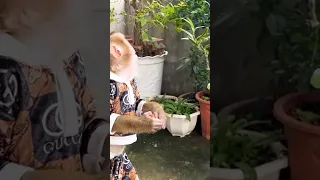 Monkey Kaka Picked Strawberry & Look Delicious😱 #shorts #viral #monkey #trending