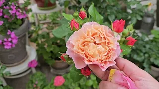 Обзор сада-огорода/ Начало мая,начинают массово цвести розы.Рассада овощей в этом году никакая