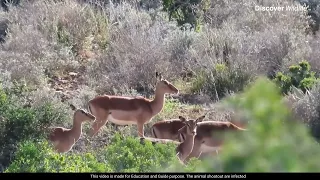 TOP 10 Insane Hunting Headshots 2022 | Discover Wildlife