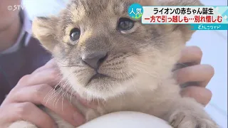 双子の赤ちゃんライオン　すくすく育つ　旭山動物園の三つ子「イト」は札幌へ　別れを惜しむ