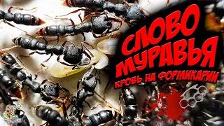 СЛОВО МУРАВЬЯ кровь на формикарии ● Stigmatomma reclinatum ● Обзор