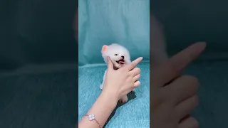 Tik Tok Chó Phốc Sóc Mini 😍 Funny and Cute Pomeranian​ 😍OMG So Cute Dog ♥ Best Funny Cute Pomerani