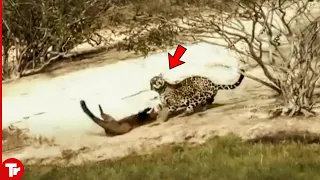 Jaguar Attacks Otter and Quickly Pays Full Price