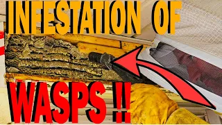 WASP Nest INFESTATION! MASSIVE Yellow Jackets Nest! Wasp Nest Removal