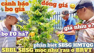 Phương Bình lặng nhìn SBBL SBSG bo mai mướt rượt giá rẻ tràn lan BRVT Huy Hoàng & phân biệt bo HMTQG