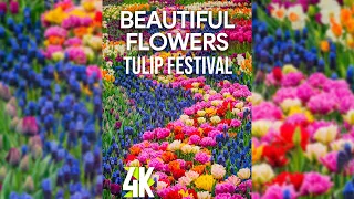 4K Blooming Flowers for Vertical Screen - Visiting RoozenGaarde, Skagit Valley - Tulip Festival 2022