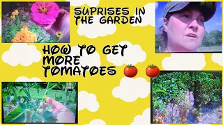 How to Extend Your TOMATO GROWING Season