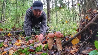 ЭТО ПОЛНЫЙ РАЗРЫВ! Я ПОПАЛ В ГРИБНОЙ РАЙ | БЛАГОРОДНЫЕ ГРИБЫ ПОПЕРЛИ МАССОВО | ТИХАЯ ОХОТА 2023