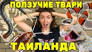 КТО ЗАЛЕЗАЕТ В КВАРТИРЫ ТАИЛАНДА 🐜 ползучие твари 🐍 с кем мы живём на ПХУКЕТЕ 😱