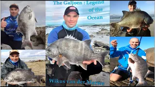 ALL ABOUT GALJOEN: Legend of the Ocean!!!