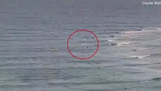 Horrific moment great white shark mauls surfer at Gold Coast beach