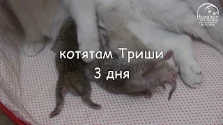 Котята: от рождения до первого месяца // Часть 1. Первые 10 дней жизни котят.