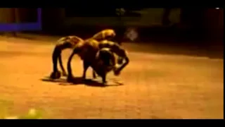 Mutant Giant Spider Dog (SA Wardega) Full HD