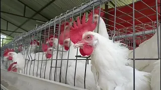 Chicken Farm | Layer Farm Egg Production