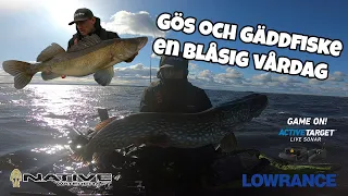 Gös fiske en blåsig vårdag