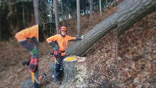 Felling a tree - back-hanging oak