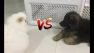 GATO VS CACHORRO (DIDI VS DOM)