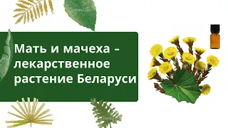 Мать и мачеха - лекарственное растение Беларуси