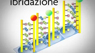 I microarray di DNA