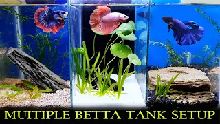 Multiple Betta Tank Setup | How To Keep Multiple Betta In A Tank