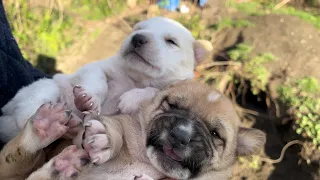 Mother dog moved her puppies from the bushes to a spare tent to protect them from the rain.