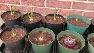 Can you Grow New Bulbs from Sprouted Onions or Onion Scraps?