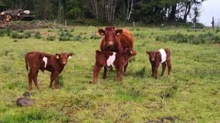 First calves first move. regenerative farming on trail