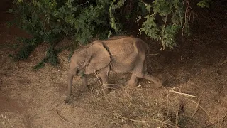 Rescue of Orphaned Elephant Weka | Sheldrick Trust