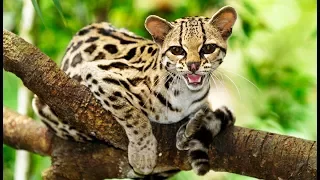 Félins : connaissez-vous le margay ? - ZAPPING SAUVAGE