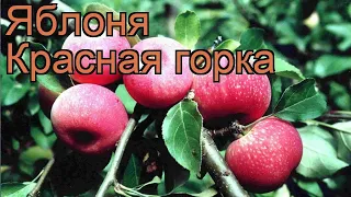 Яблоня обыкновенная Красная горка (malus) 🌿 обзор: как сажать, саженцы яблони Красная горка